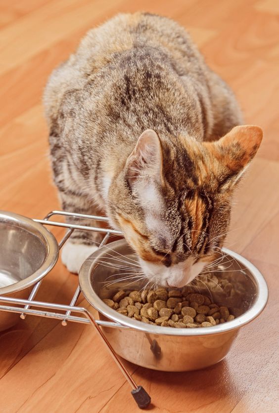 Alimentation pour chat d’intérieur ou d’extérieur : faisons le bon choix !插图1