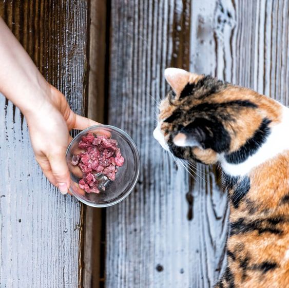 Alimentation pour chat d’intérieur ou d’extérieur : faisons le bon choix !插图2